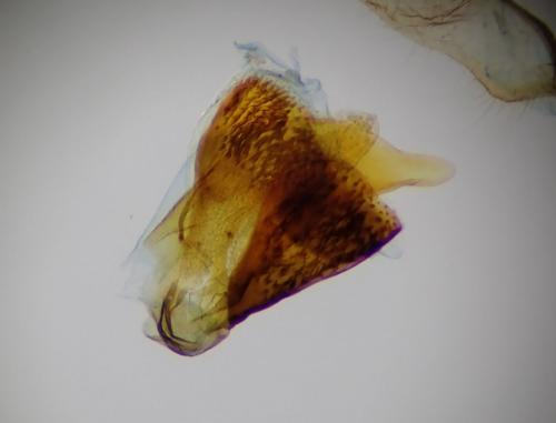 Réf. 270 794 : Aethes cnicana